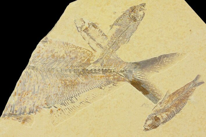 Three Knightia & Large Partial Diplomystus Fish Plate - Wyoming #119449